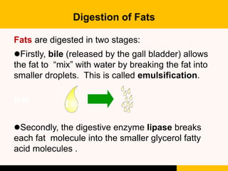 Digestion of Fats
Fats are digested in two stages:
Firstly, bile (released by the gall bladder) allows
the fat to “mix” w...
