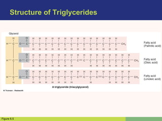 Structure of Triglycerides
Figure 6.5
 