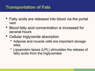 Transportation of Fats
 Fatty acids are released into blood via the portal
vein
 Blood fatty acid concentration is increased for
several hours
 Cellular triglyceride absorption
• Adipose and muscle cells are important storage
sites
• Lipoprotein lipase (LPL) stimulates the release of
fatty acids from the triglycerides
 