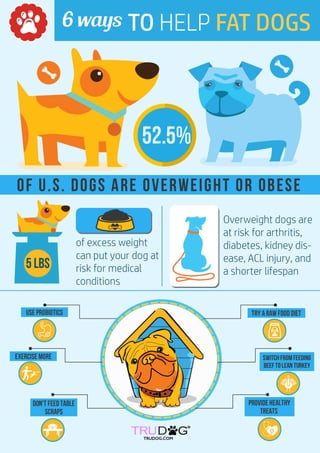 How to Help Fat Doggies [INFOGRAPHIC]