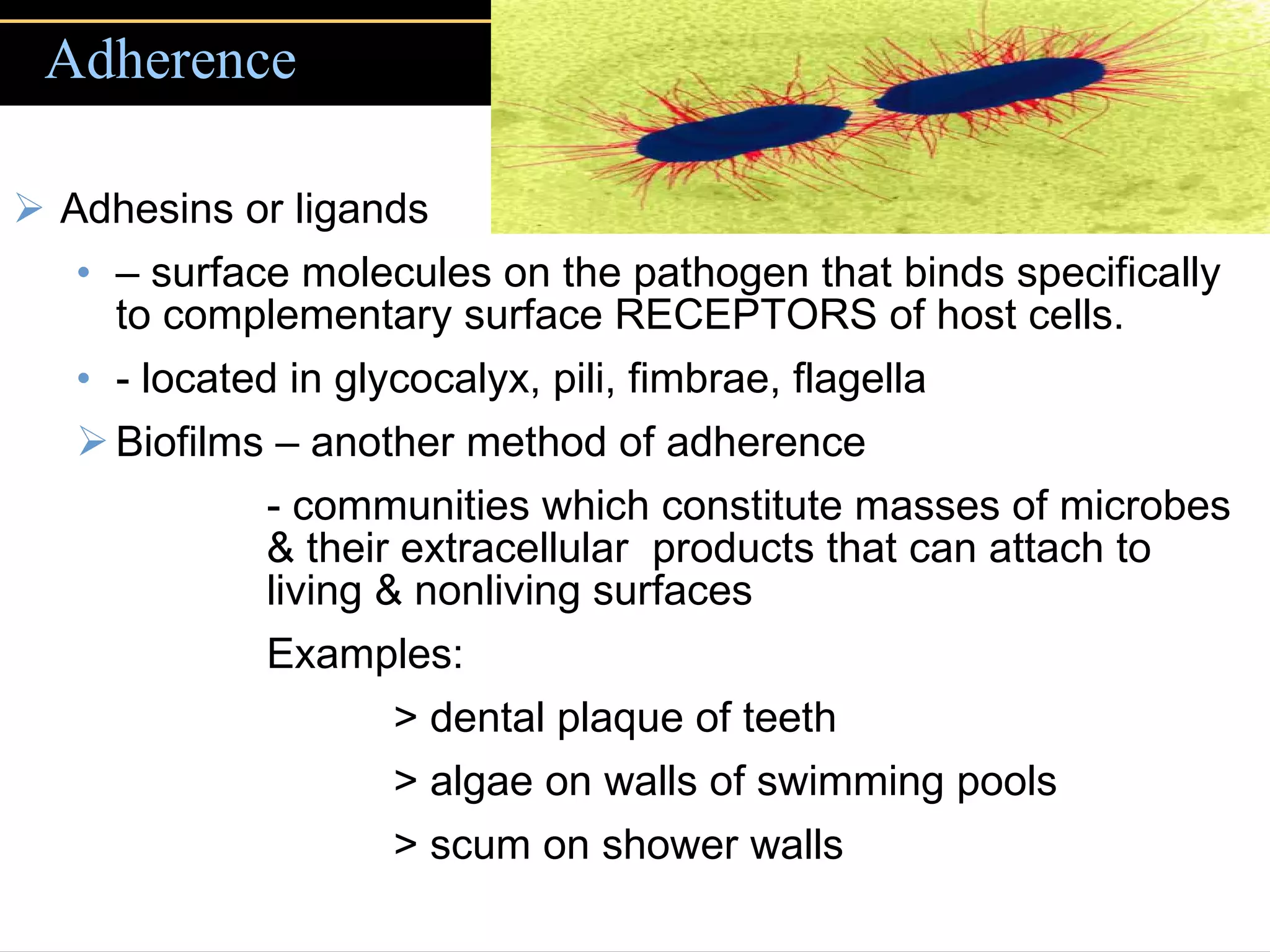 Adhesins or ligands  –  surface molecules on the pathogen that binds specifically to complementary surface RECEPTORS of host cells. - located in glycocalyx, pili, fimbrae, flagella Biofilms – another method of adherence  - communities which constitute masses of microbes  & their extracellular  products that can attach to  living & nonliving surfaces Examples:  > dental plaque of teeth > algae on walls of swimming pools > scum on shower walls Adherence 