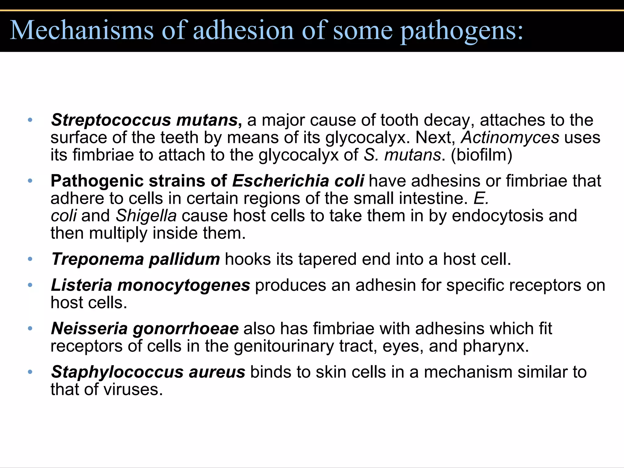 Mechanisms of adhesion of some pathogens: Streptococcus mutans ,  a major cause of tooth decay, attaches to the surface of the teeth by means of its glycocalyx. Next,  Actinomyces  uses its fimbriae to attach to the glycocalyx of  S. mutans . (biofilm) Pathogenic strains of  Escherichia coli   have adhesins or fimbriae that adhere to cells in certain regions of the small intestine.  E. coli  and  Shigella  cause host cells to take them in by endocytosis and then multiply inside them.  Treponema pallidum   hooks its tapered end into a host cell. Listeria monocytogenes  produces an adhesin for specific receptors on host cells. Neisseria gonorrhoeae  also has fimbriae with adhesins which fit receptors of cells in the genitourinary tract, eyes, and pharynx. Staphylococcus aureus  binds to skin cells in a mechanism similar to that of viruses. 