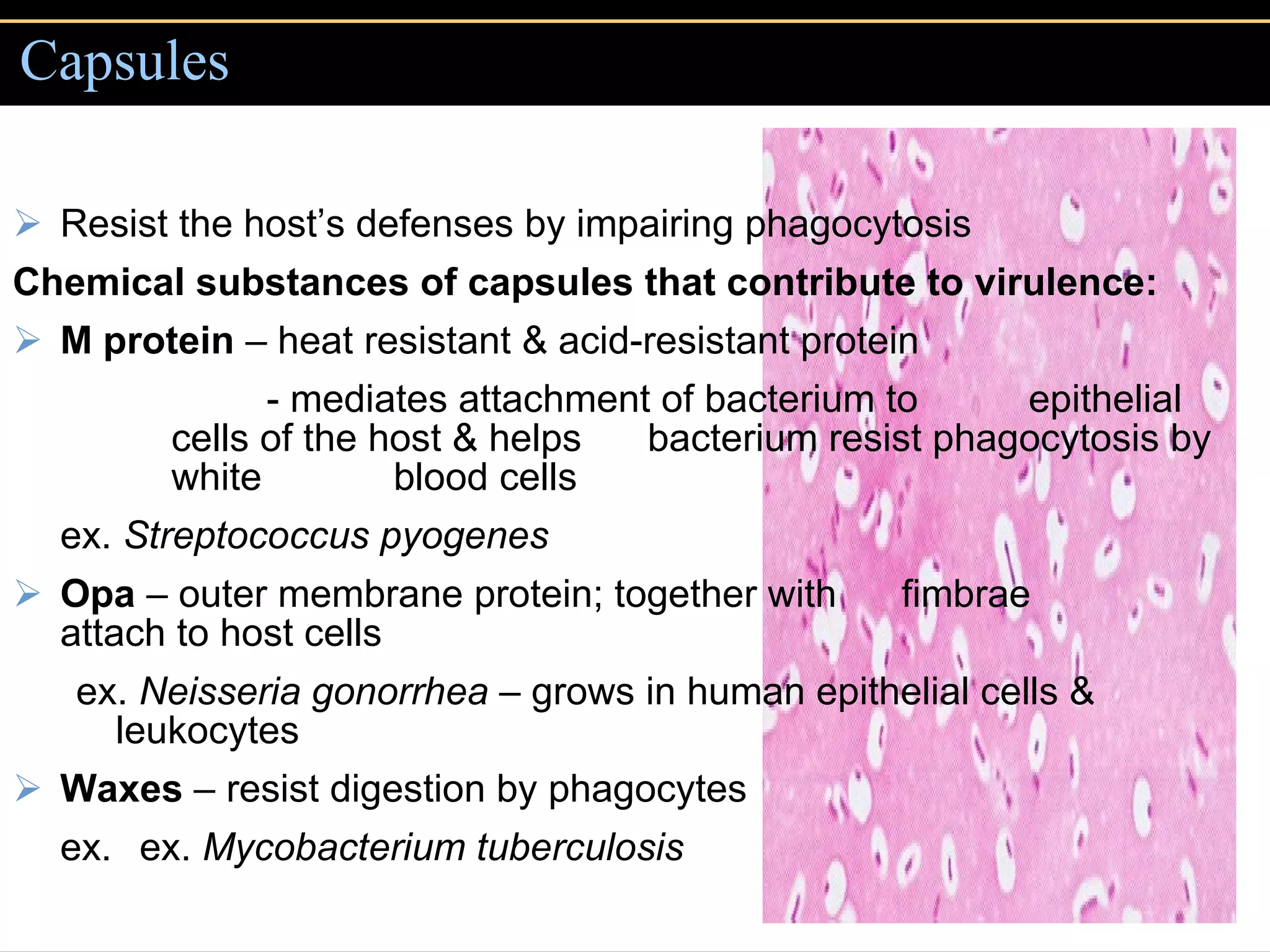 Capsules Resist the host’s defenses by impairing phagocytosis Chemical substances of capsules that contribute to virulence: M protein  – heat resistant & acid-resistant protein - mediates attachment of bacterium to  epithelial cells of the host & helps  bacterium resist phagocytosis by white  blood cells ex.  Streptococcus pyogenes Opa  – outer membrane protein; together with  fimbrae  attach to host cells ex.  Neisseria gonorrhea  – grows in human epithelial cells & leukocytes Waxes  – resist digestion by phagocytes ex.  e x .   Mycobacterium tuberculosis 