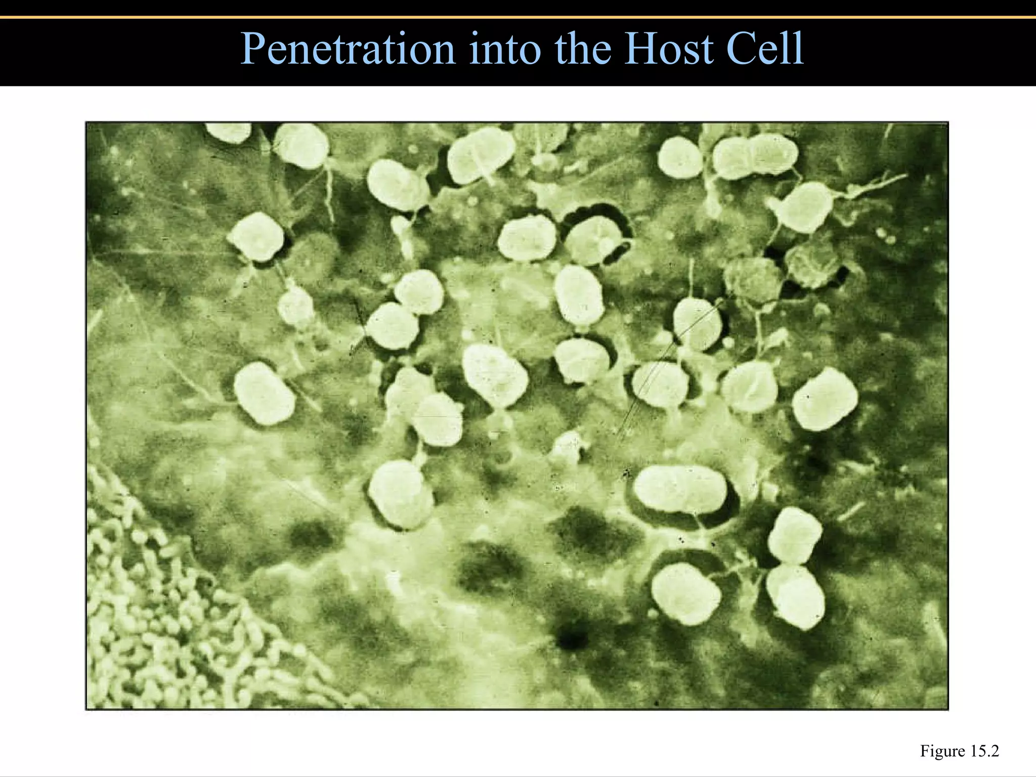 Penetration into the Host Cell Figure 15.2 