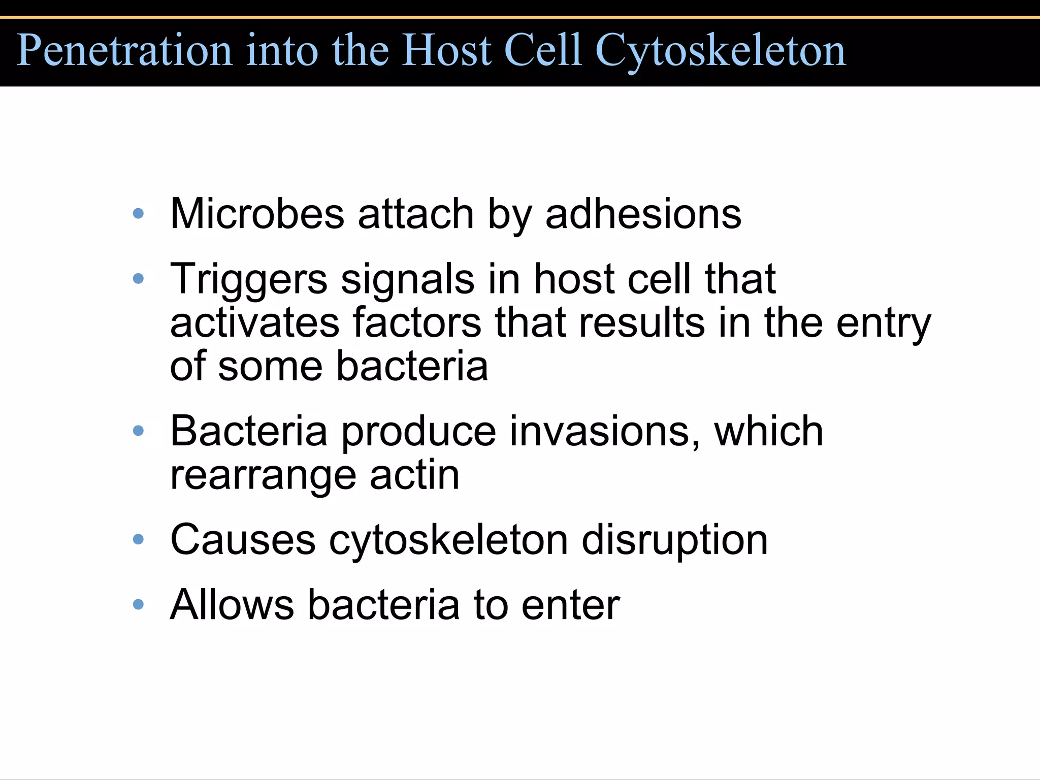 Penetration into the Host Cell Cytoskeleton Microbes attach by adhesions Triggers signals in host cell that activates factors that results in the entry of some bacteria Bacteria produce invasions, which rearrange actin Causes cytoskeleton disruption Allows bacteria to enter 