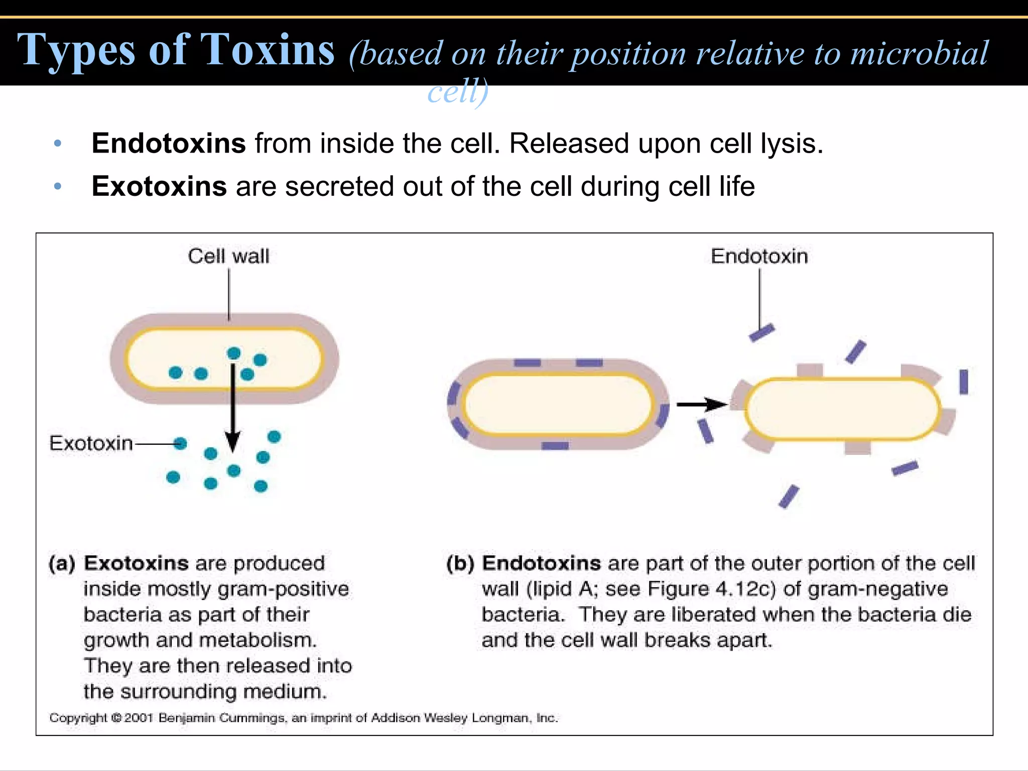 Types of Toxins   (based on their position relative to microbial  cell) Endotoxins  from inside the cell. Released upon cell lysis. Exotoxins  are secreted out of the cell during cell life 