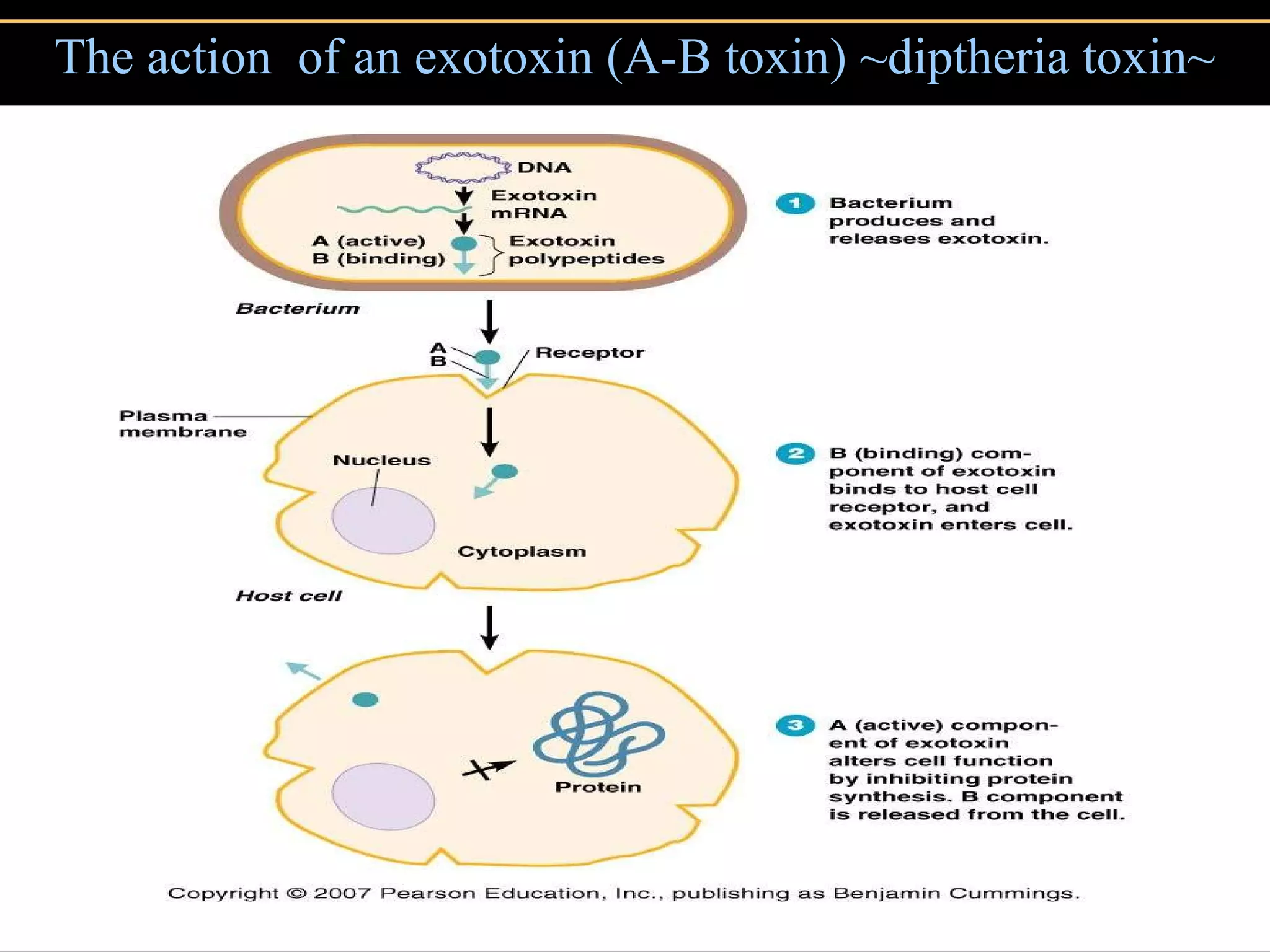 The action  of an exotoxin (A-B toxin) ~diptheria toxin~ 