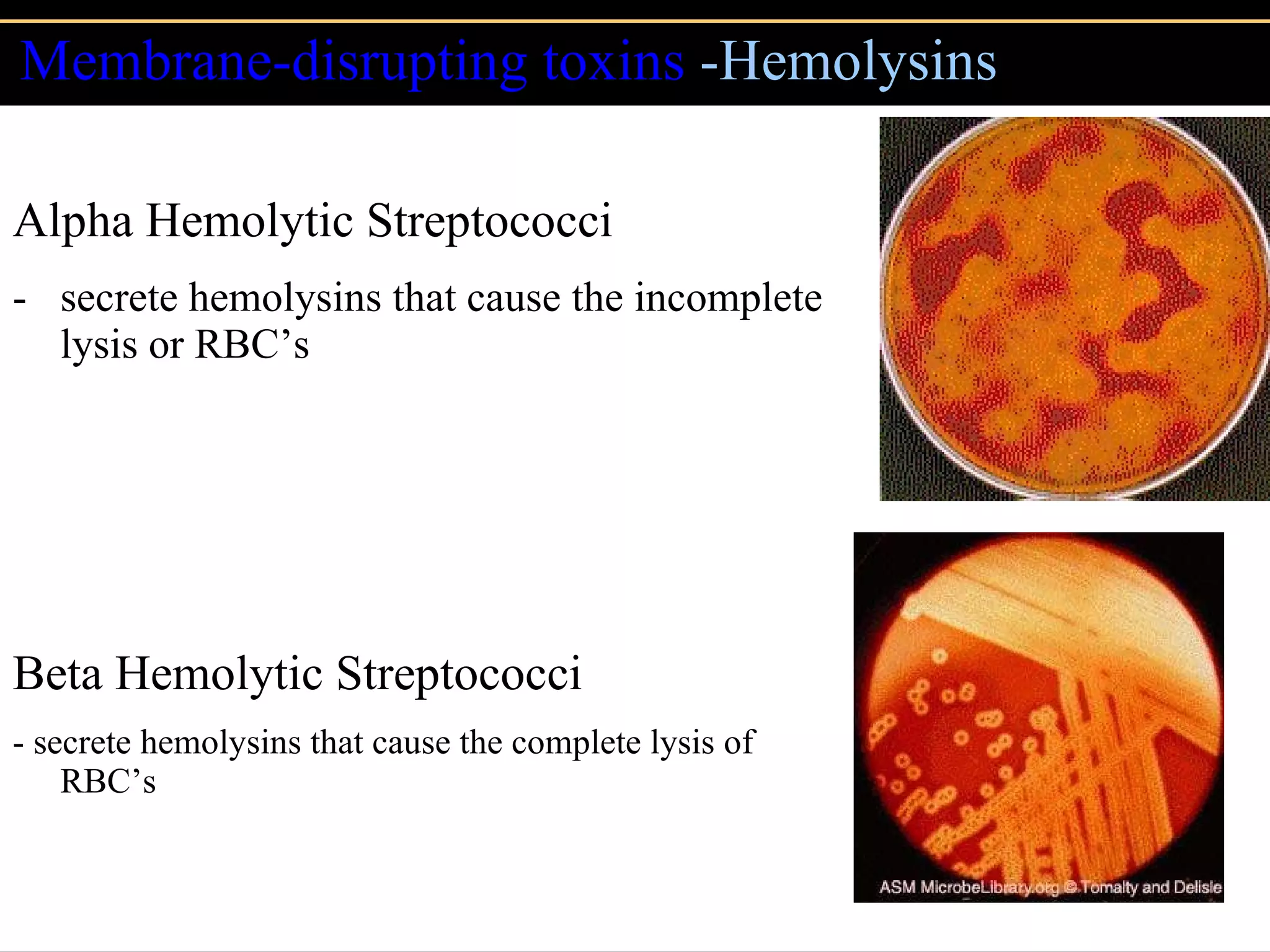 Membrane-disrupting toxins  -Hemolysins Alpha Hemolytic Streptococci  secrete hemolysins that cause the incomplete lysis or RBC’s Beta Hemolytic Streptococci   - secrete hemolysins that cause the complete lysis of RBC’s 