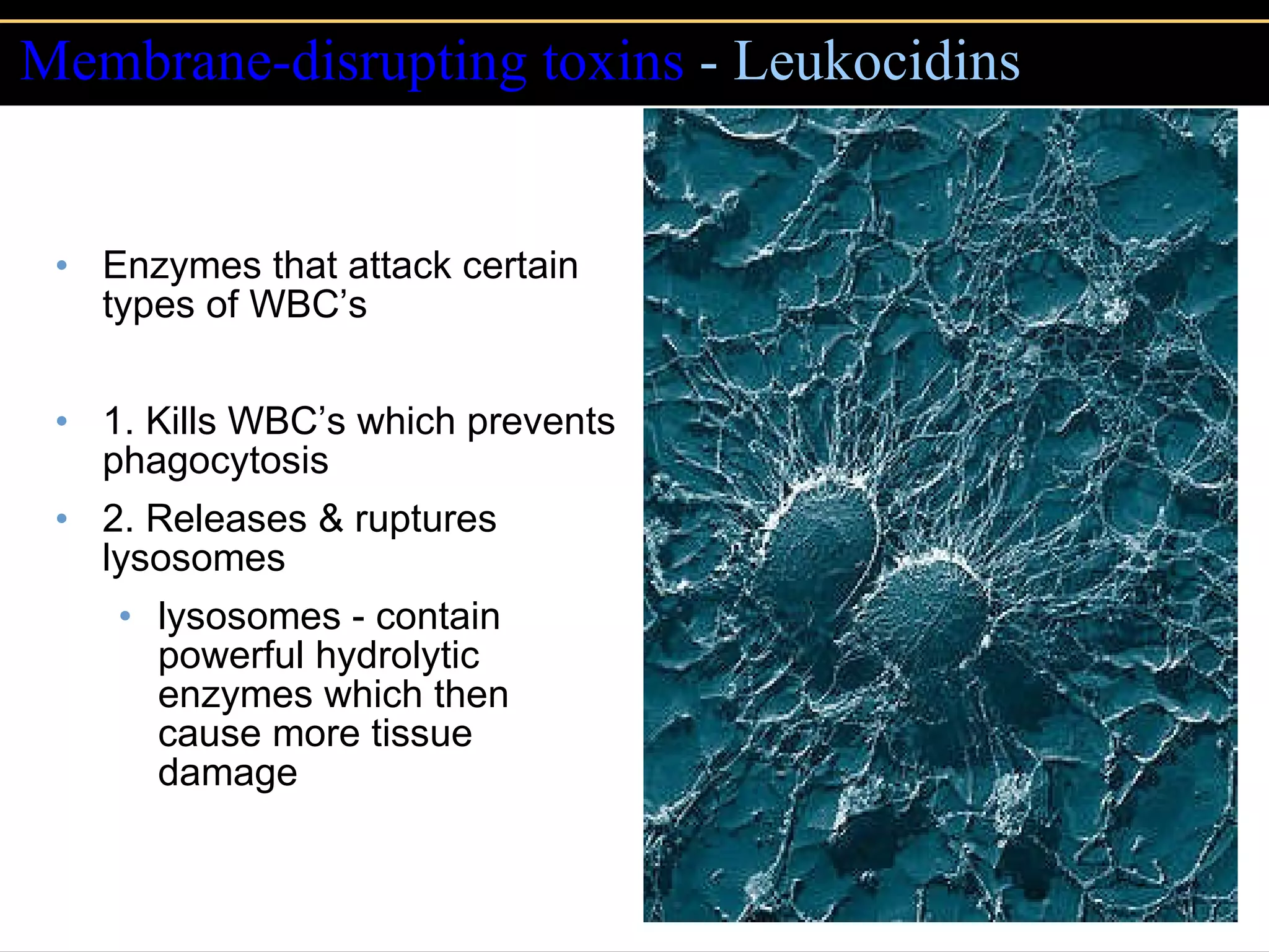 Membrane-disrupting toxins  - Leukocidins Enzymes that attack certain types of WBC’s 1. Kills WBC’s which prevents phagocytosis 2. Releases & ruptures lysosomes lysosomes - contain powerful hydrolytic enzymes which then cause more tissue damage 