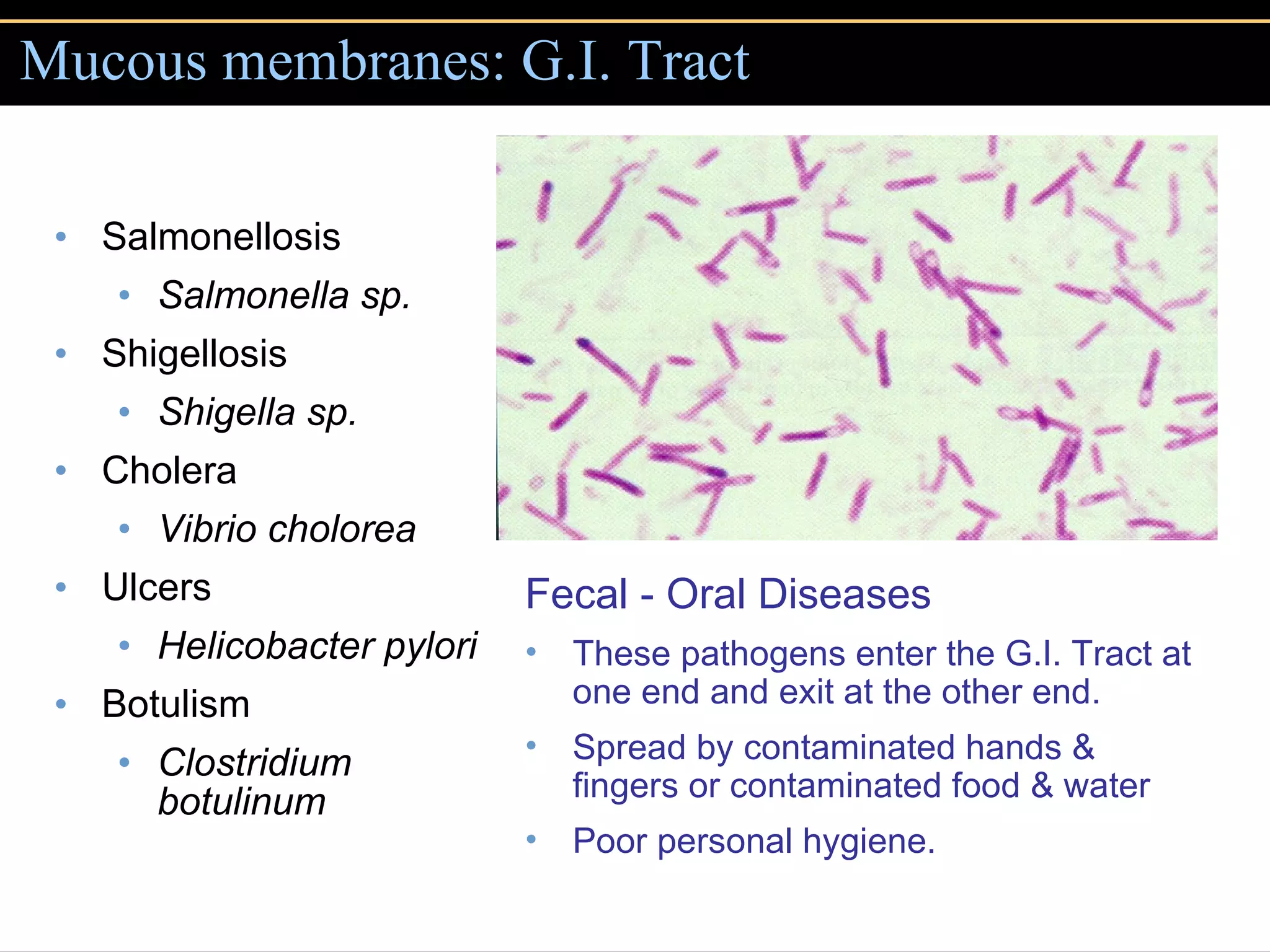 Mucous membranes: G.I. Tract Salmonellosis Salmonella sp. Shigellosis Shigella sp. Cholera Vibrio cholorea Ulcers Helicobacter pylori Botulism Clostridium botulinum Fecal - Oral Diseases   These pathogens enter the G.I. Tract at one end and exit at the other end. Spread by contaminated hands & fingers or contaminated food & water Poor personal hygiene.  