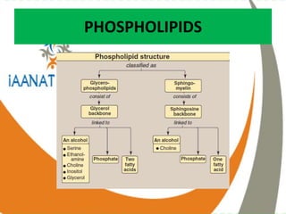 PHOSPHOLIPIDS
