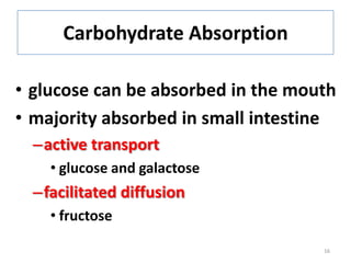 Carbohydrate Absorption
• glucose can be absorbed in the mouth
• majority absorbed in small intestine
–active transport
• ...