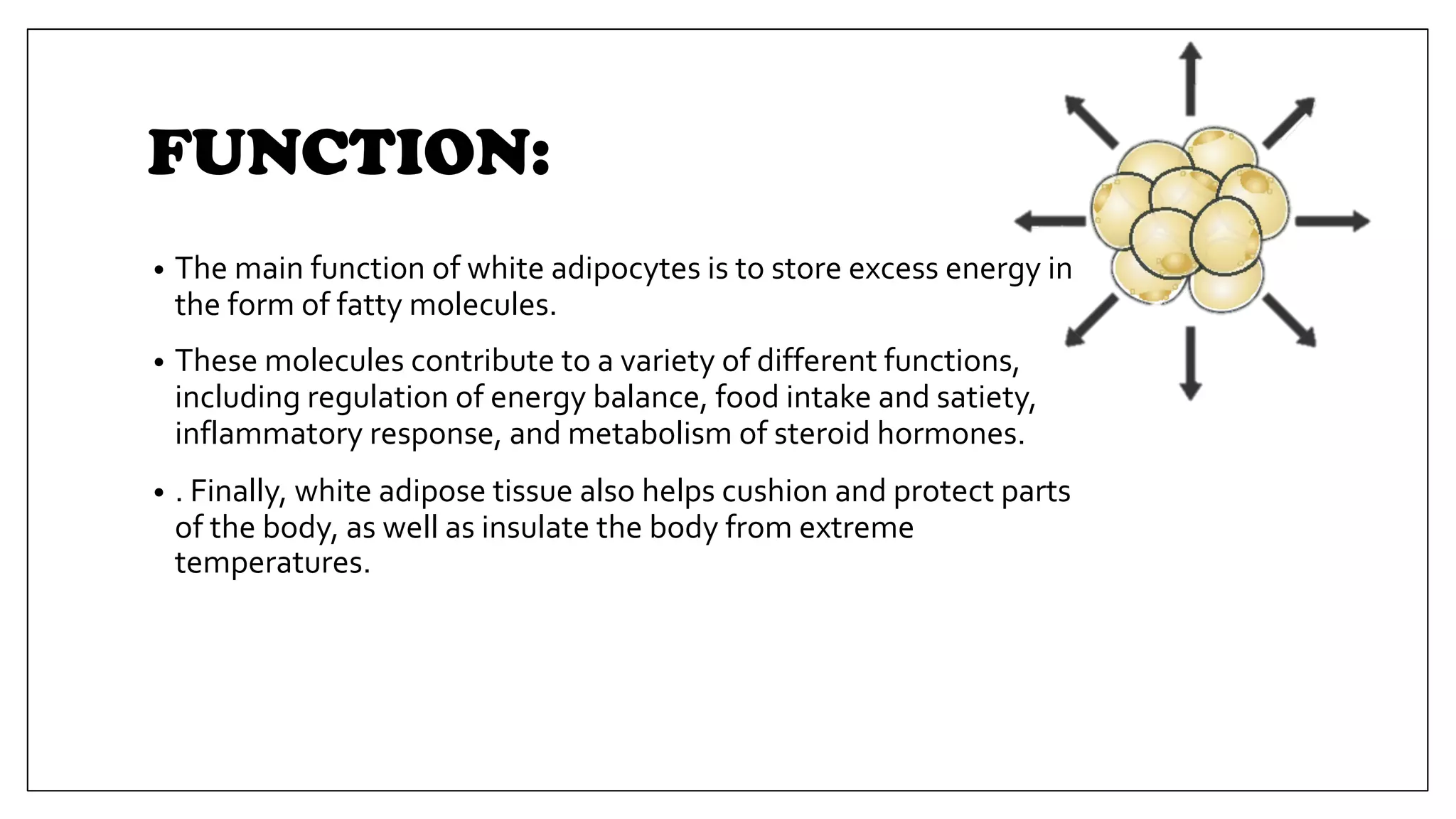 FUNCTION:
• The main function of white adipocytes is to store excess energy in
the form of fatty molecules.
• These molecules contribute to a variety of different functions,
including regulation of energy balance, food intake and satiety,
inflammatory response, and metabolism of steroid hormones.
• . Finally, white adipose tissue also helps cushion and protect parts
of the body, as well as insulate the body from extreme
temperatures.
 