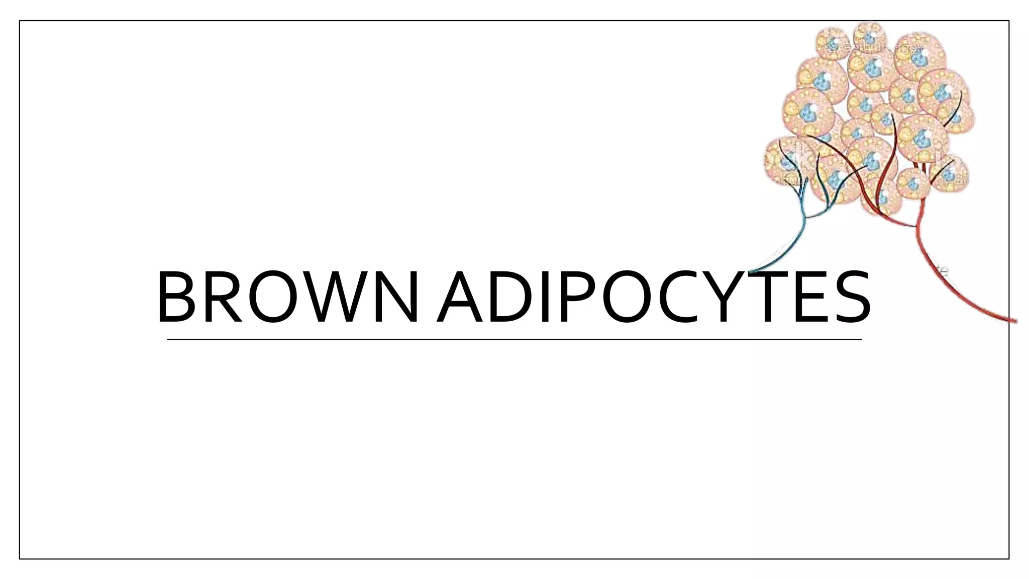 BROWN ADIPOCYTES
 