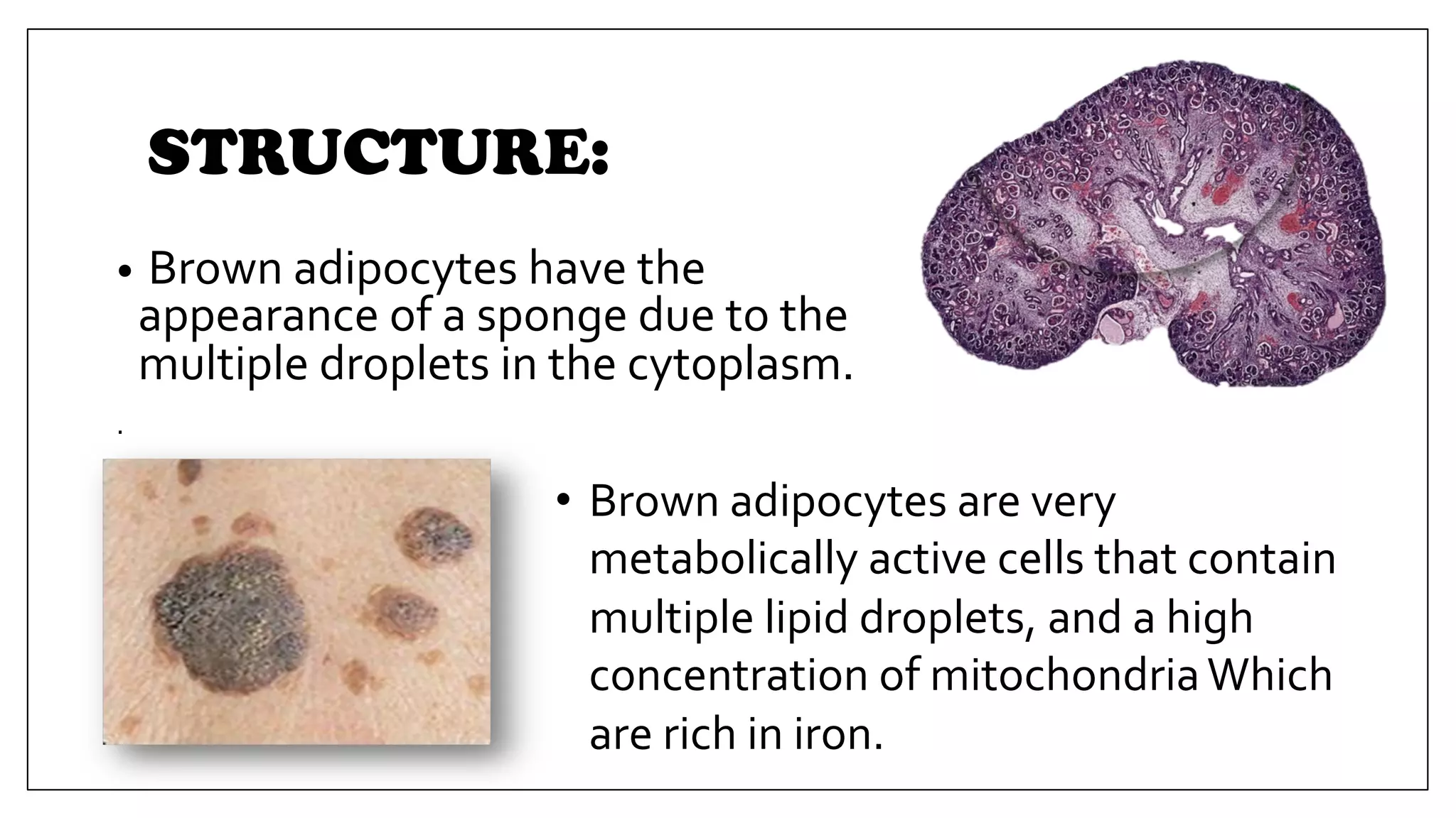 STRUCTURE:
• Brown adipocytes have the
appearance of a sponge due to the
multiple droplets in the cytoplasm.
.
• Brown adipocytes are very
metabolically active cells that contain
multiple lipid droplets, and a high
concentration of mitochondriaWhich
are rich in iron.
 