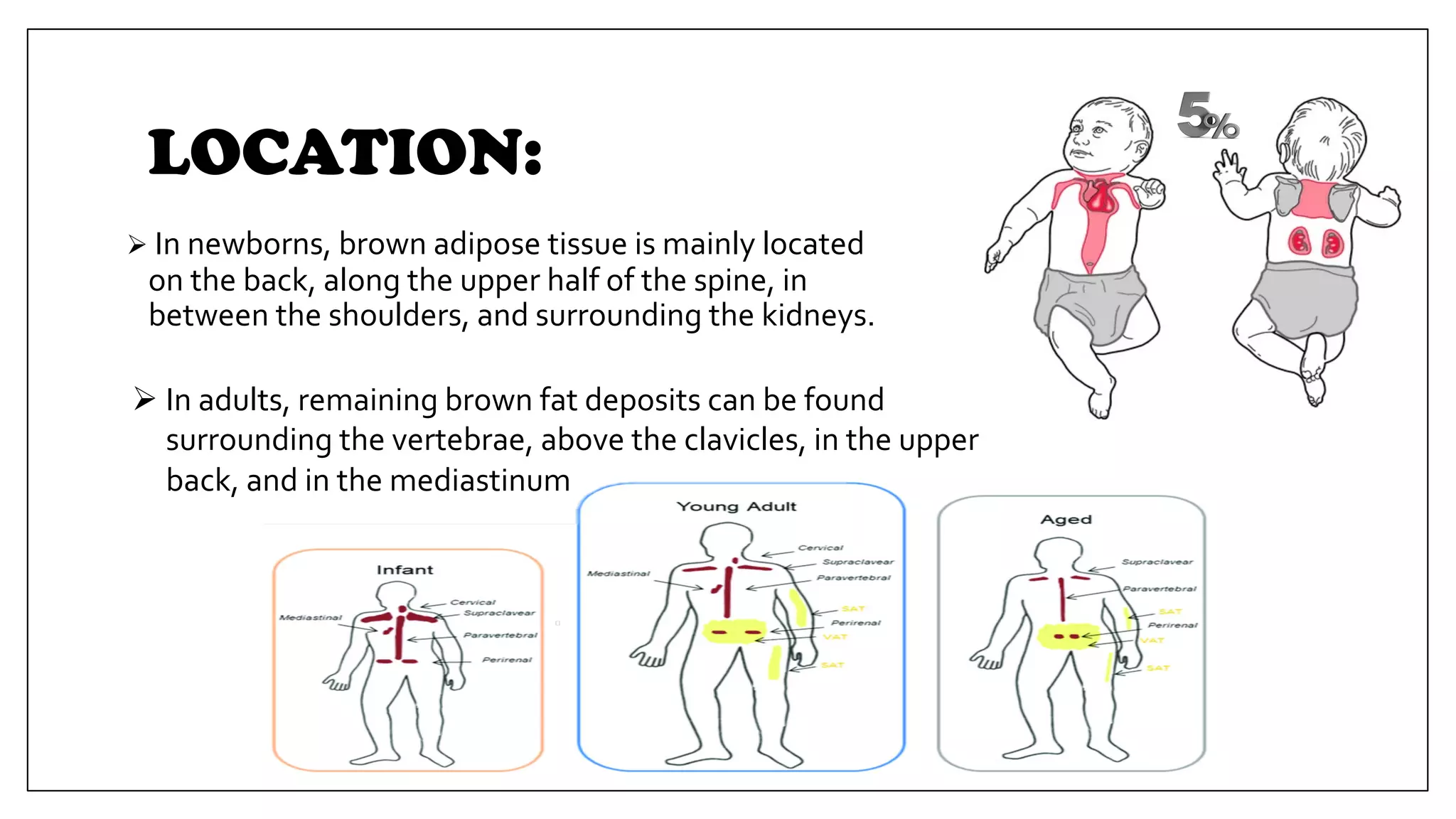 LOCATION:
Ø In newborns, brown adipose tissue is mainly located
on the back, along the upper half of the spine, in
between the shoulders, and surrounding the kidneys.
Ø In adults, remaining brown fat deposits can be found
surrounding the vertebrae, above the clavicles, in the upper
back, and in the mediastinum
 
