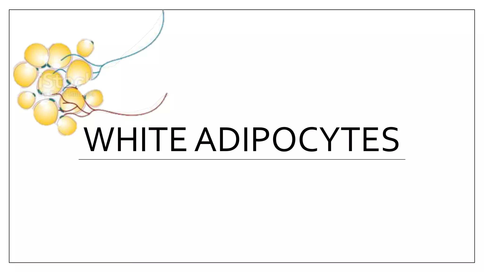 WHITE ADIPOCYTES
 
