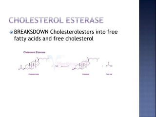  BREAKSDOWN Cholesterolesters into free
fatty acids and free cholesterol
 