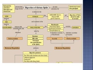 Lipids Digestion and absorption