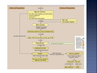 Lipids Digestion and absorption