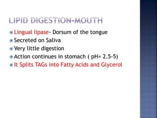  Lingual lipase- Dorsum of the tongue
 Secreted on Saliva
 Very little digestion
 Action continues in stomach ( pH= 2.5-5)
 It Splits TAGs into Fatty Acids and Glycerol
 