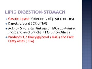  Gastric Lipase- Chief cells of gastric mucosa
 Digests around 30% of TAG
 Acts on Sn-3 ester linkage of TAGs containing
short and medium chain FA (Butter,Ghee)
 Produces 1,2 Diacylglycerol ( DAG) and Free
Fatty Acids ( FFA)
 