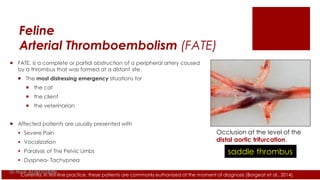 Feline
Arterial Thromboembolism (FATE)
 FATE, is a complete or partial obstruction of a peripheral artery caused
by a thrombus that was formed at a distant site.
 The most distressing emergency situations for
 the cat
 the client
 the veterinarian
 Affected patients are usually presented with
 Severe Pain
 Vocalization
 Paralysis of The Pelvic Limbs
 Dyspnea- Tachypnea
saddle thrombus
Currently, in first-line practice, these patients are commonly euthanized at the moment of diagnosis (Borgeat et al., 2014).
Occlusion at the level of the
distal aortic trifurcation.
Dr.Hadi ALİHOSSEİNİ
 