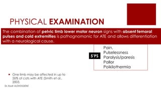 PHYSICAL EXAMINATION
 One limb may be affected in up to
26% of cats with ATE (Smith et al.,
2003.
The combination of pelvic limb lower motor neuron signs with absent femoral
pulses and cold extremities is pathognomonic for ATE and allows differentiation
with a neurological cause.
Pain,
Pulselessness
Paralysis/paresis
Pallor
Poikilothermia
5’PS
Dr.Hadi ALİHOSSEİNİ
 