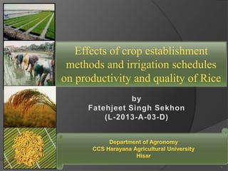 Effects of crop establishment
methods and irrigation schedules
on productivity and quality of Rice
1
 
