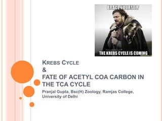 KREBS CYCLE
&
FATE OF ACETYL COA CARBON IN
THE TCA CYCLE
Pranjal Gupta, Bsc(H) Zoology, Ramjas College,
University of Delhi
 