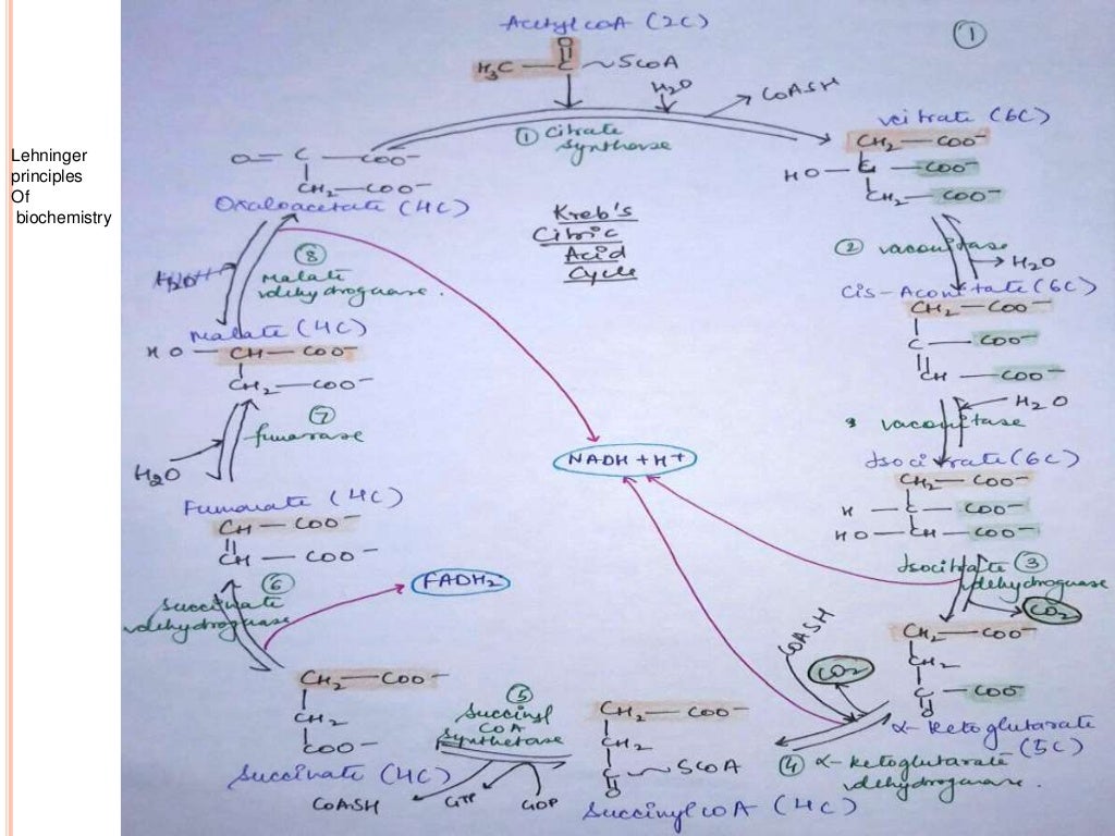 Krebs cycle and fate of Acetyl CoA carbon, Cellular Respiration, Meta…