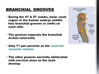 Fate of Branchial Arches | PPTX