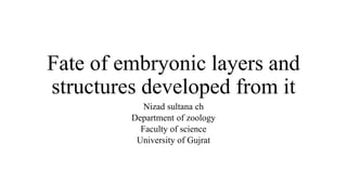 Fate of embryonic layers and
structures developed from it
Nizad sultana ch
Department of zoology
Faculty of science
University of Gujrat
 