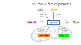 Sources & fate of pyruvate
Malic
enzyme
Glucose
Alanine
Oxaloacetate
Lactic acid
Acetyl coA
PDH
complex
Pyruvate
carboxylase
LDH
Glycolysis
ALT
(SGPT)
Malate
Pyruvate
 