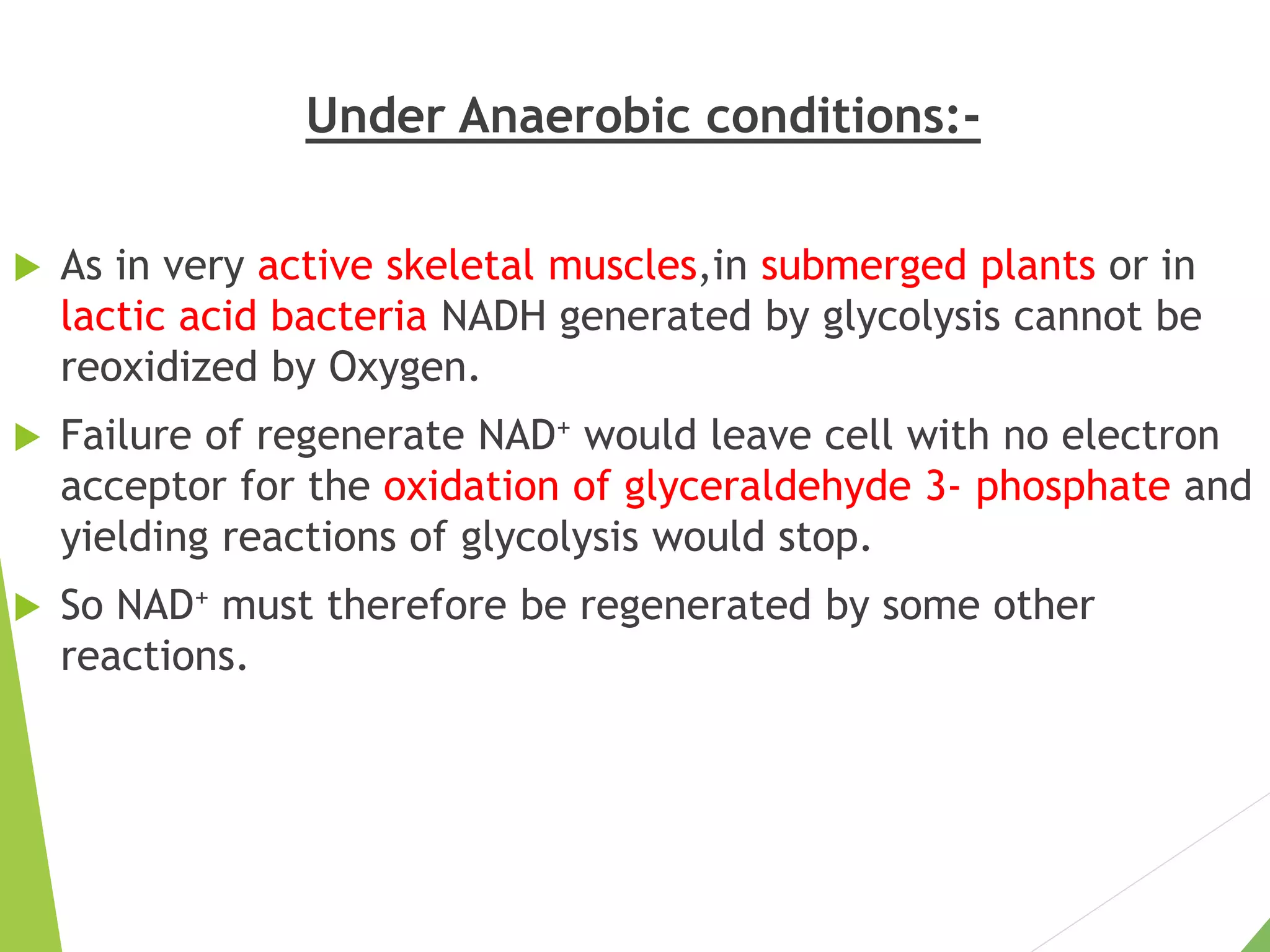 Under Anaerobic conditions:-
 As in very active skeletal muscles,in submerged plants or in
lactic acid bacteria NADH generated by glycolysis cannot be
reoxidized by Oxygen.
 Failure of regenerate NAD+ would leave cell with no electron
acceptor for the oxidation of glyceraldehyde 3- phosphate and
yielding reactions of glycolysis would stop.
 So NAD+ must therefore be regenerated by some other
reactions.
 