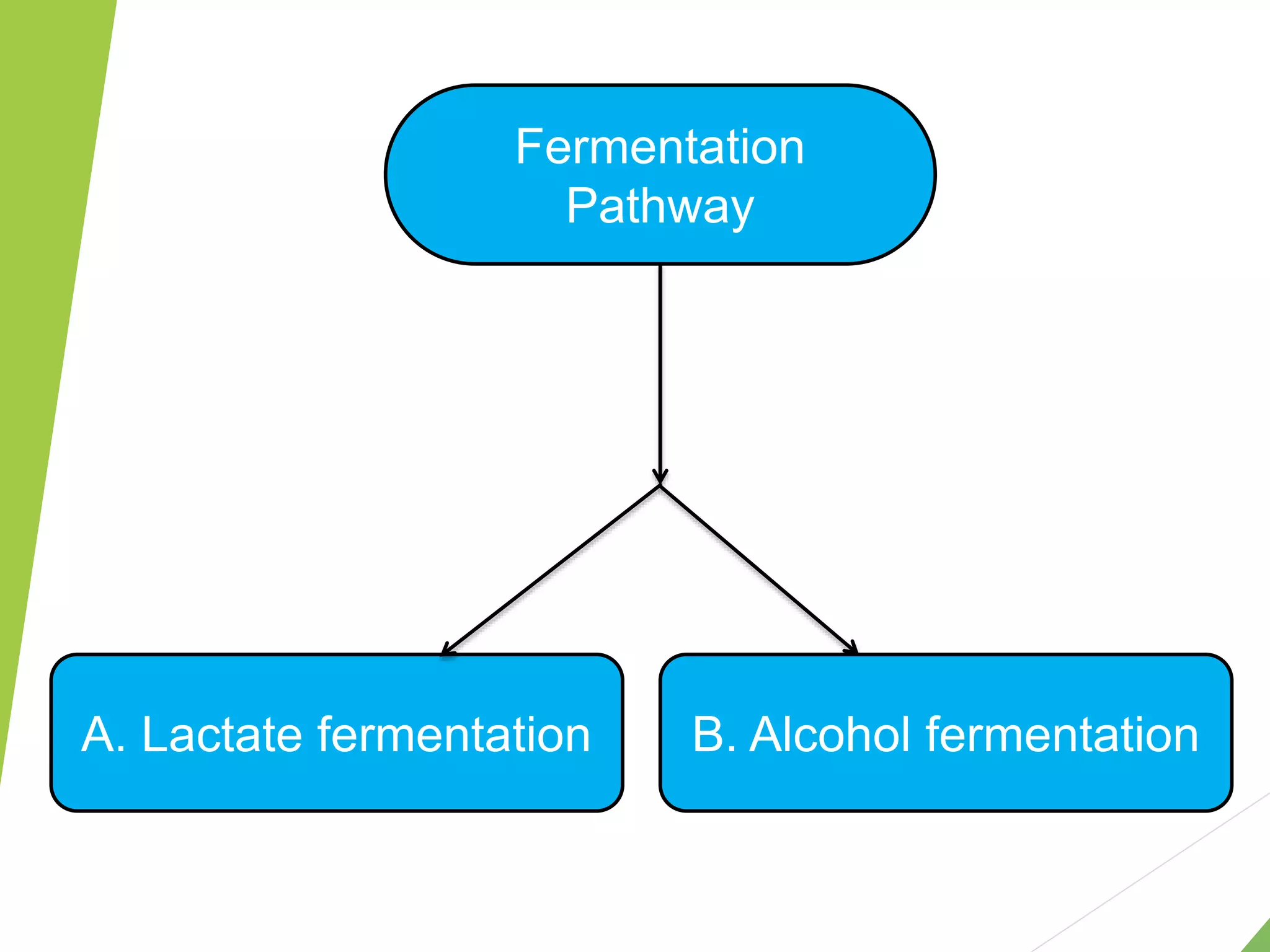 Fermentation
Pathway
A. Lactate fermentation B. Alcohol fermentation
 