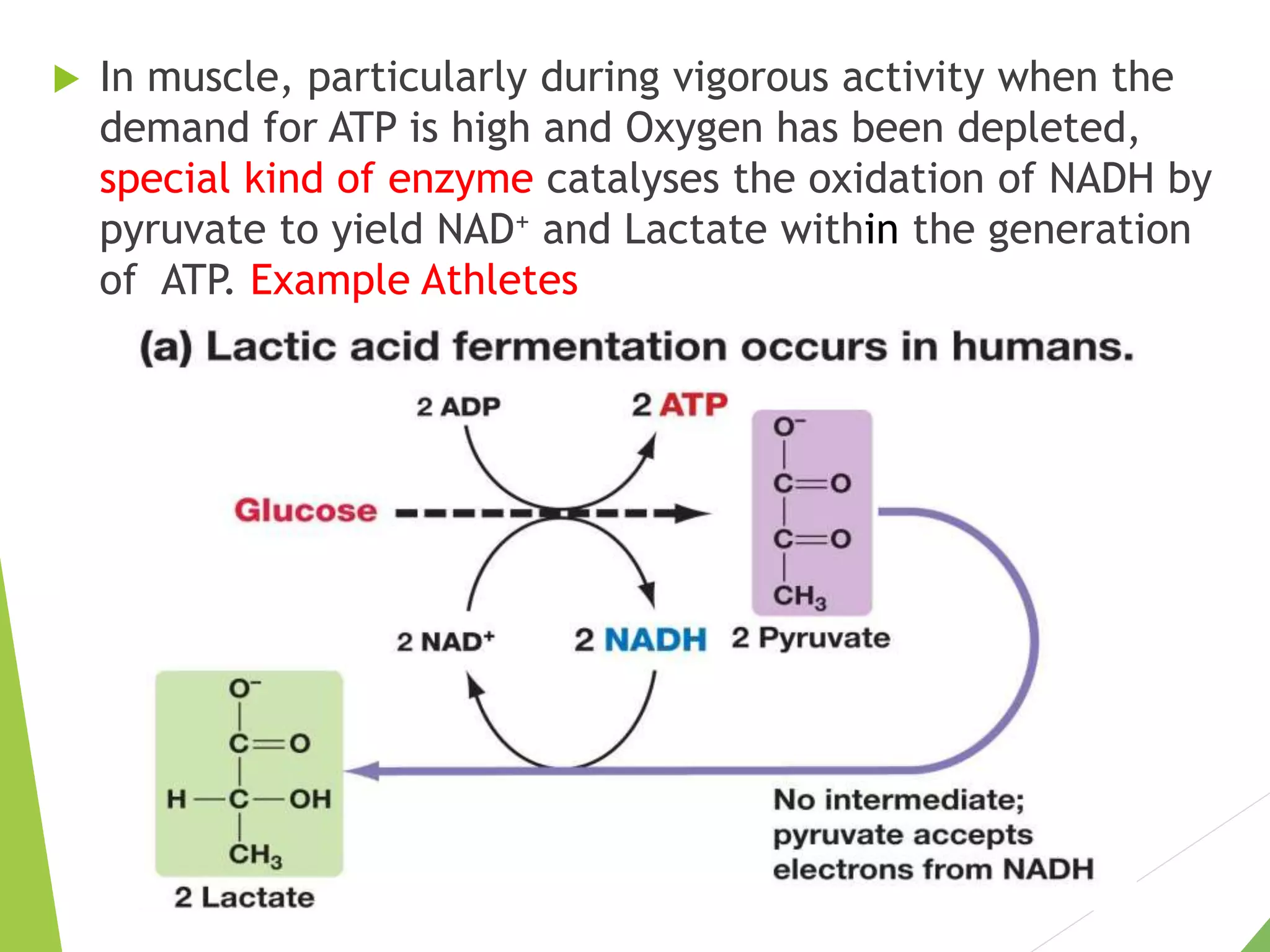  In muscle, particularly during vigorous activity when the
demand for ATP is high and Oxygen has been depleted,
special kind of enzyme catalyses the oxidation of NADH by
pyruvate to yield NAD+ and Lactate within the generation
of ATP. Example Athletes
 