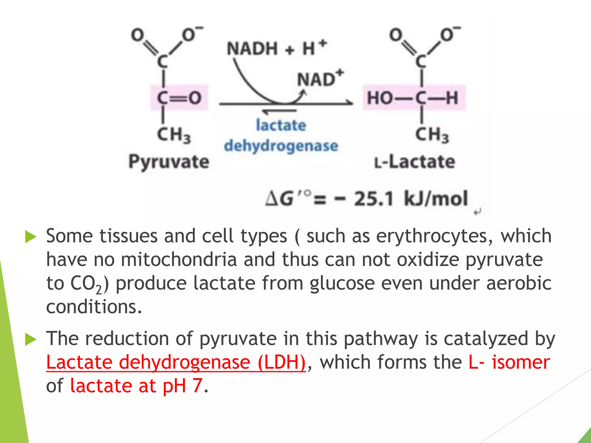  Some tissues and cell types ( such as erythrocytes, which
have no mitochondria and thus can not oxidize pyruvate
to CO2) produce lactate from glucose even under aerobic
conditions.
 The reduction of pyruvate in this pathway is catalyzed by
Lactate dehydrogenase (LDH), which forms the L- isomer
of lactate at pH 7.
 