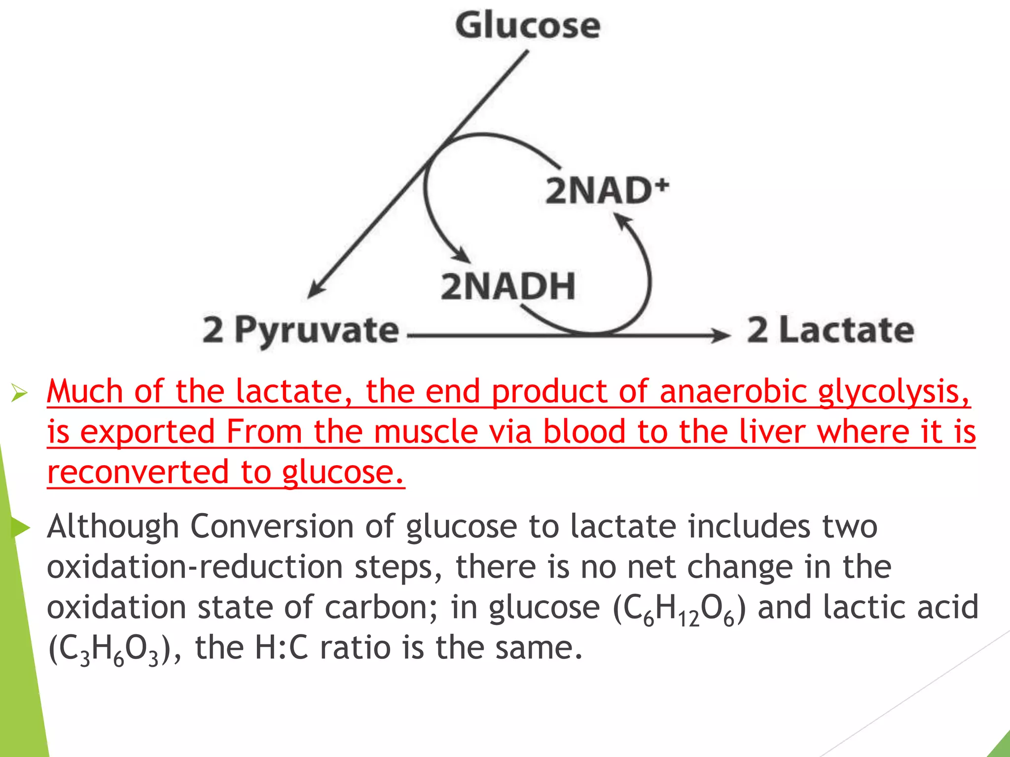  Much of the lactate, the end product of anaerobic glycolysis,
is exported From the muscle via blood to the liver where it is
reconverted to glucose.
 Although Conversion of glucose to lactate includes two
oxidation-reduction steps, there is no net change in the
oxidation state of carbon; in glucose (C6H12O6) and lactic acid
(C3H6O3), the H:C ratio is the same.
 