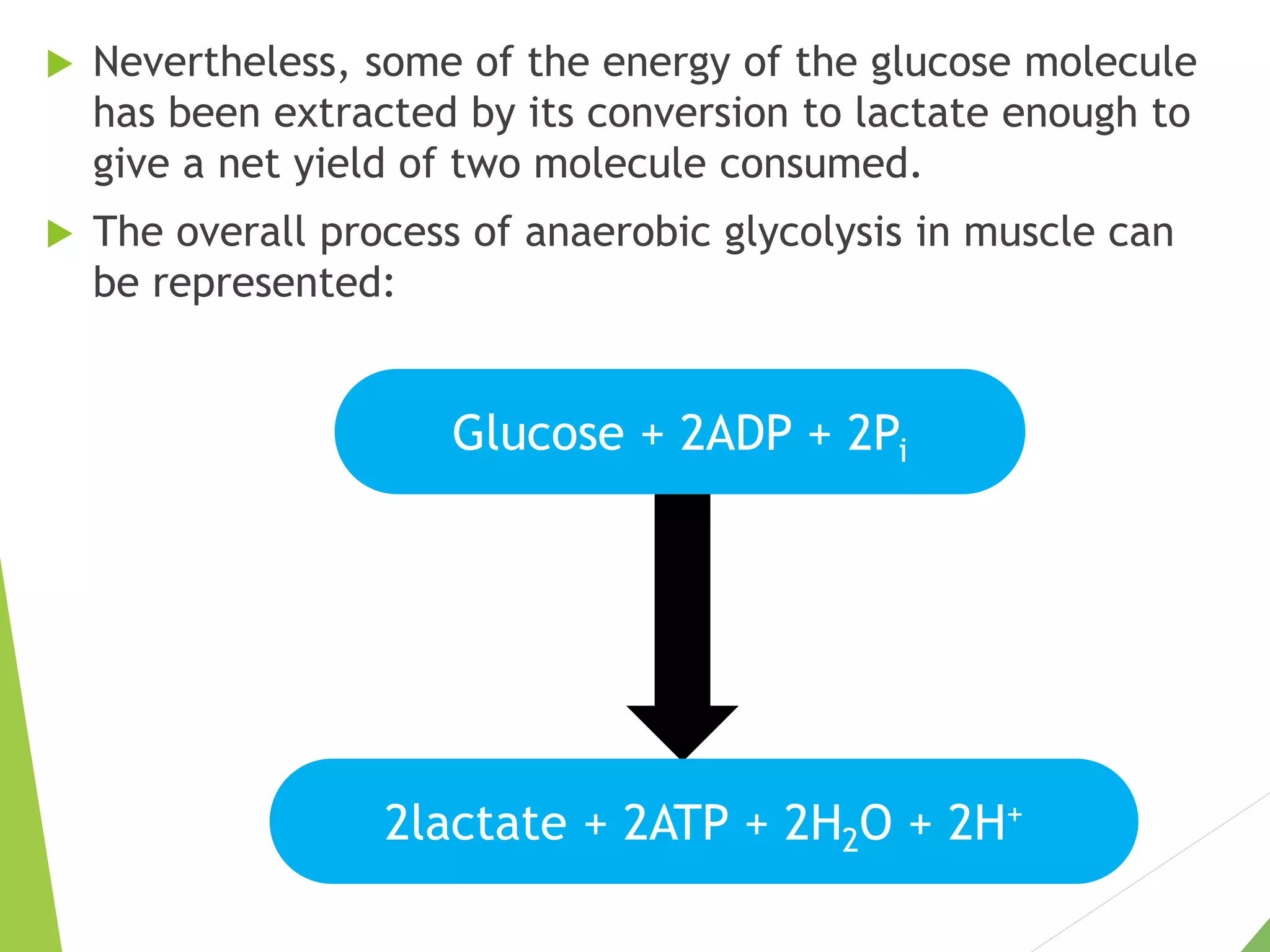 Nevertheless, some of the energy of the glucose molecule
has been extracted by its conversion to lactate enough to
give a net yield of two molecule consumed.
 The overall process of anaerobic glycolysis in muscle can
be represented:
Glucose + 2ADP + 2Pi
2lactate + 2ATP + 2H2O + 2H+
 