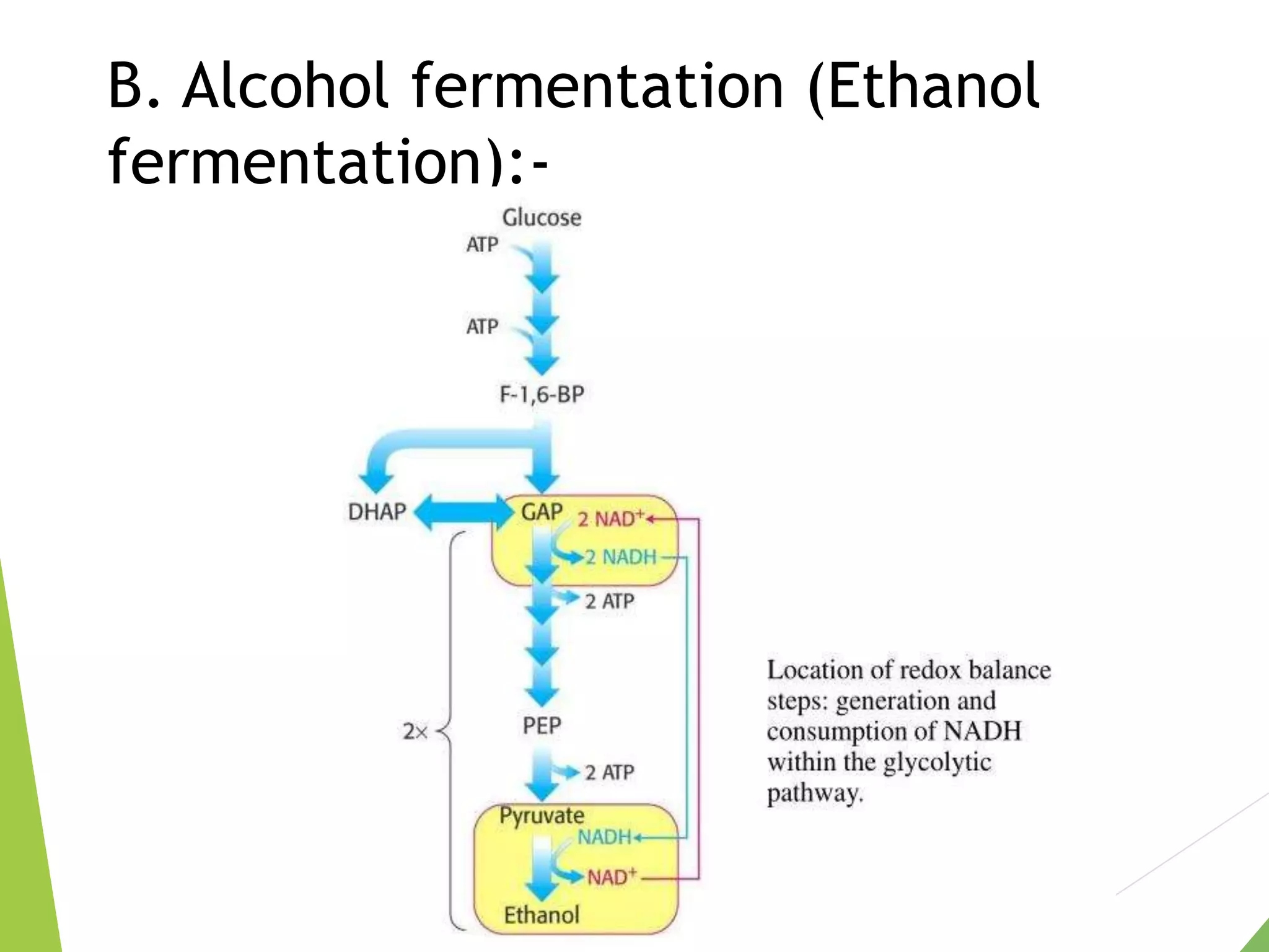 B. Alcohol fermentation (Ethanol
fermentation):-
 