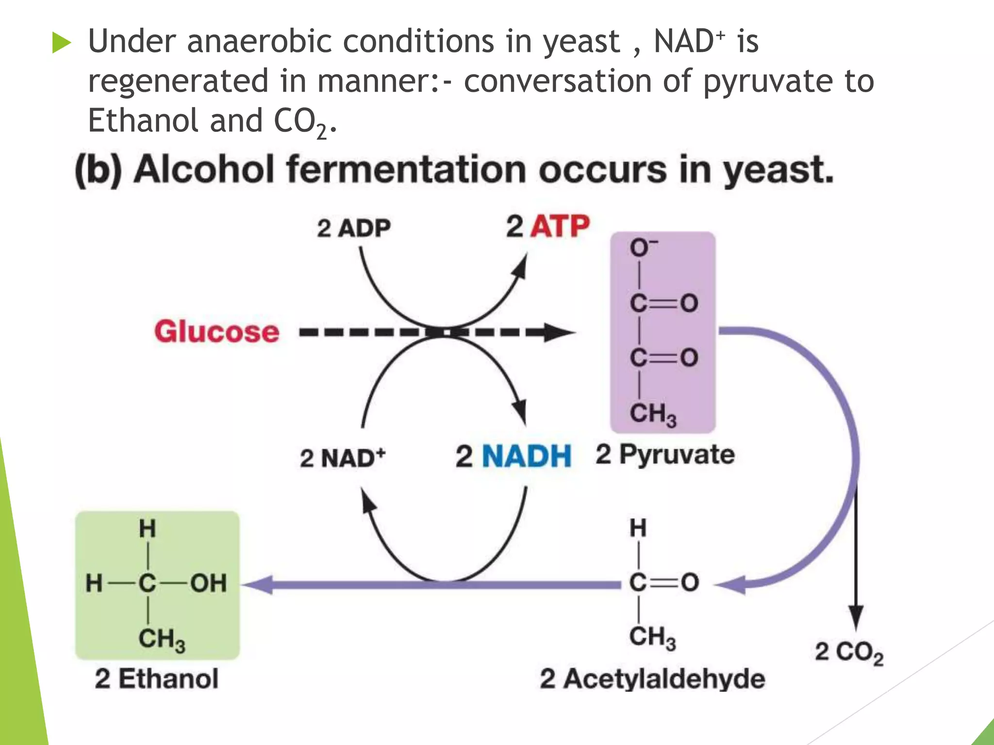  Under anaerobic conditions in yeast , NAD+ is
regenerated in manner:- conversation of pyruvate to
Ethanol and CO2.
 