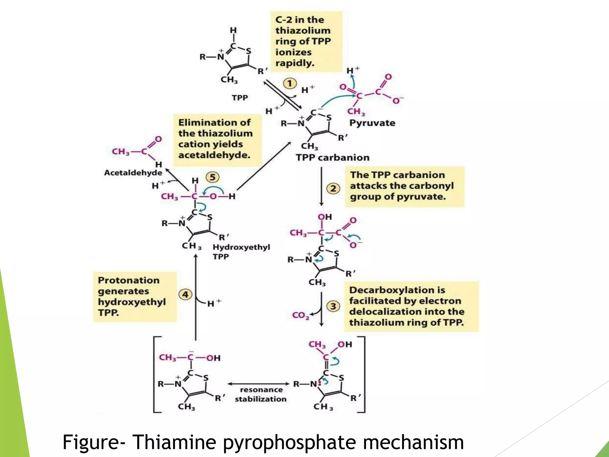 Figure- Thiamine pyrophosphate mechanism
 