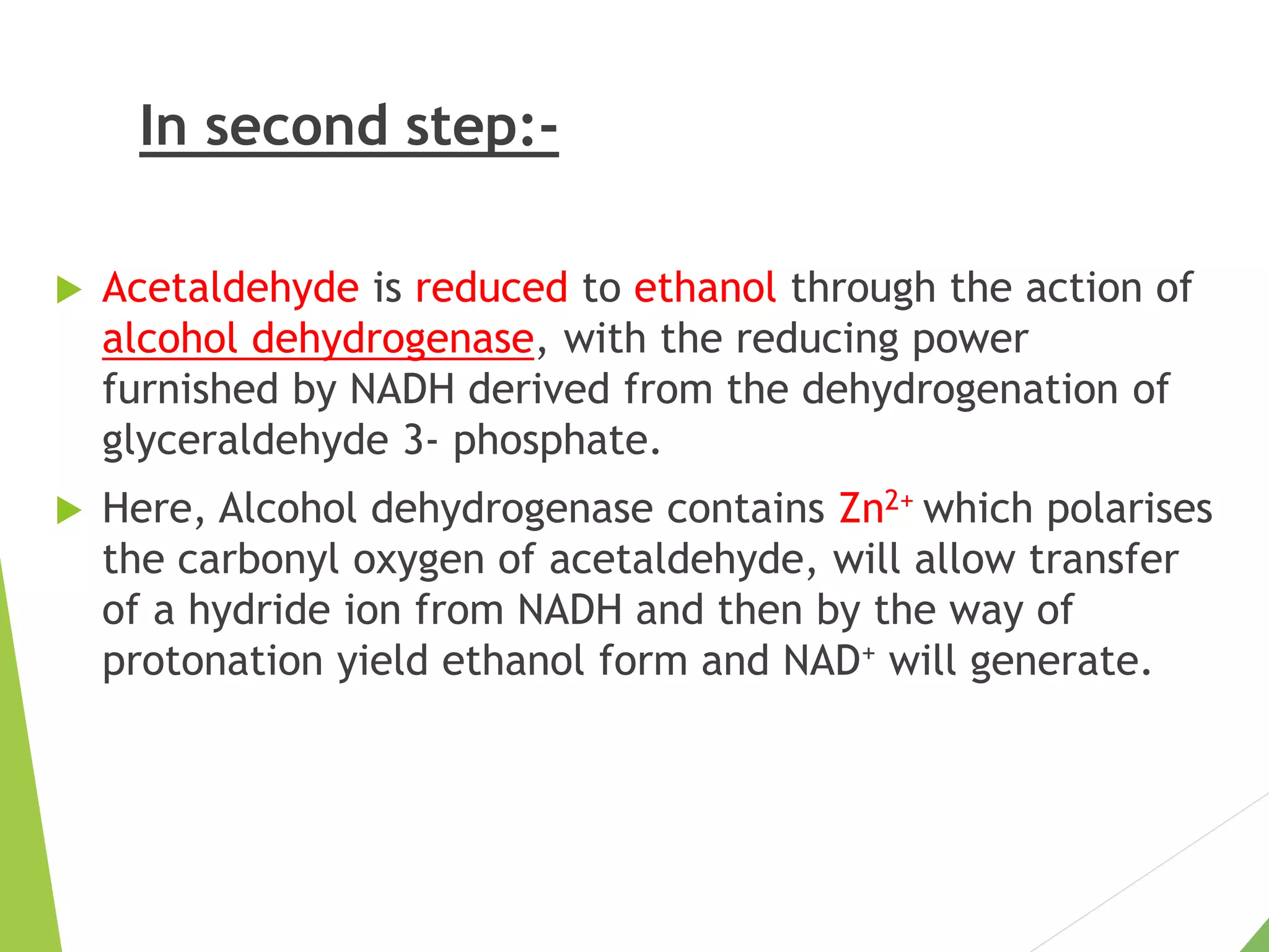 In second step:-
 Acetaldehyde is reduced to ethanol through the action of
alcohol dehydrogenase, with the reducing power
furnished by NADH derived from the dehydrogenation of
glyceraldehyde 3- phosphate.
 Here, Alcohol dehydrogenase contains Zn2+ which polarises
the carbonyl oxygen of acetaldehyde, will allow transfer
of a hydride ion from NADH and then by the way of
protonation yield ethanol form and NAD+ will generate.
 