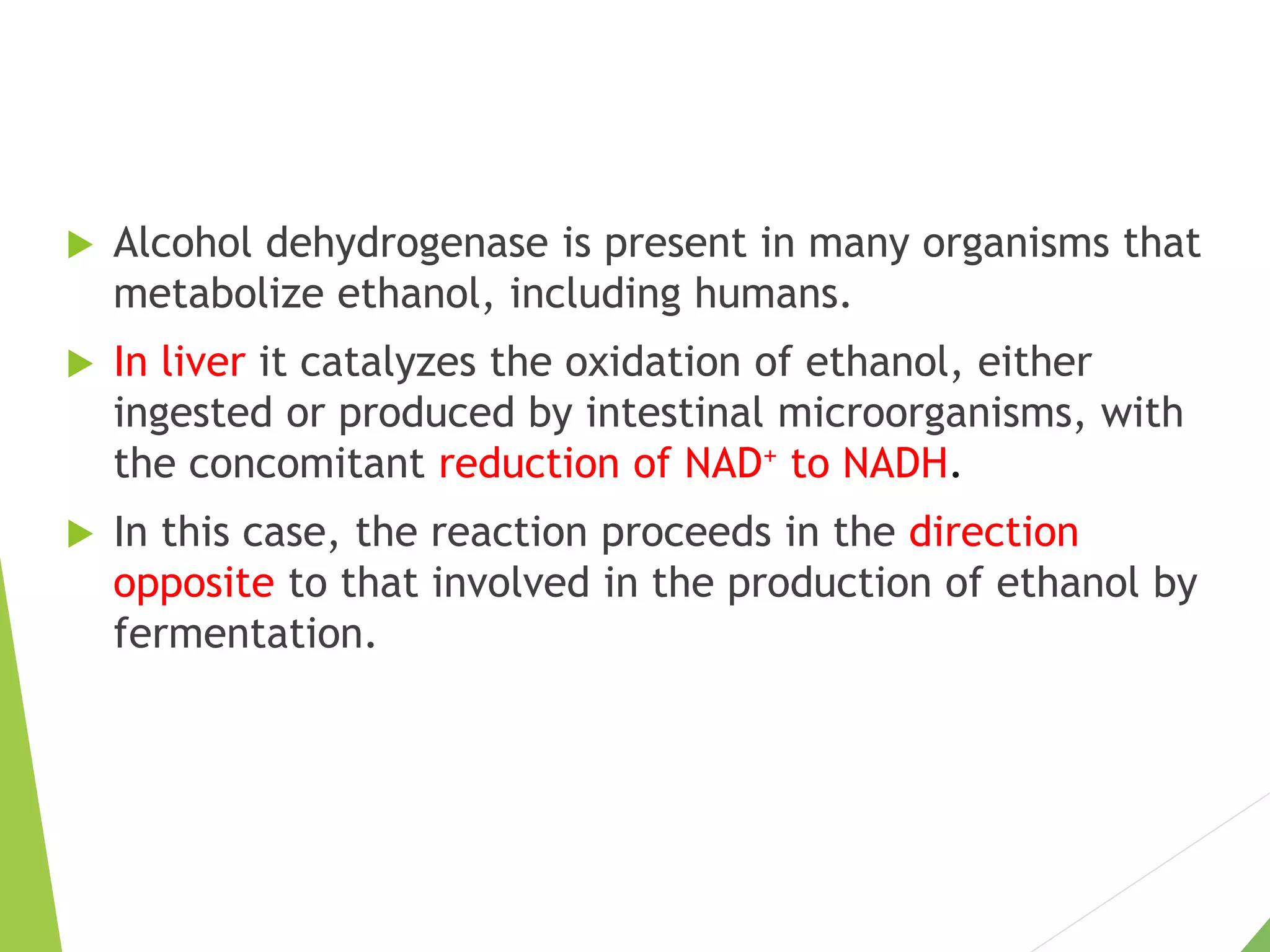  Alcohol dehydrogenase is present in many organisms that
metabolize ethanol, including humans.
 In liver it catalyzes the oxidation of ethanol, either
ingested or produced by intestinal microorganisms, with
the concomitant reduction of NAD+ to NADH.
 In this case, the reaction proceeds in the direction
opposite to that involved in the production of ethanol by
fermentation.
 
