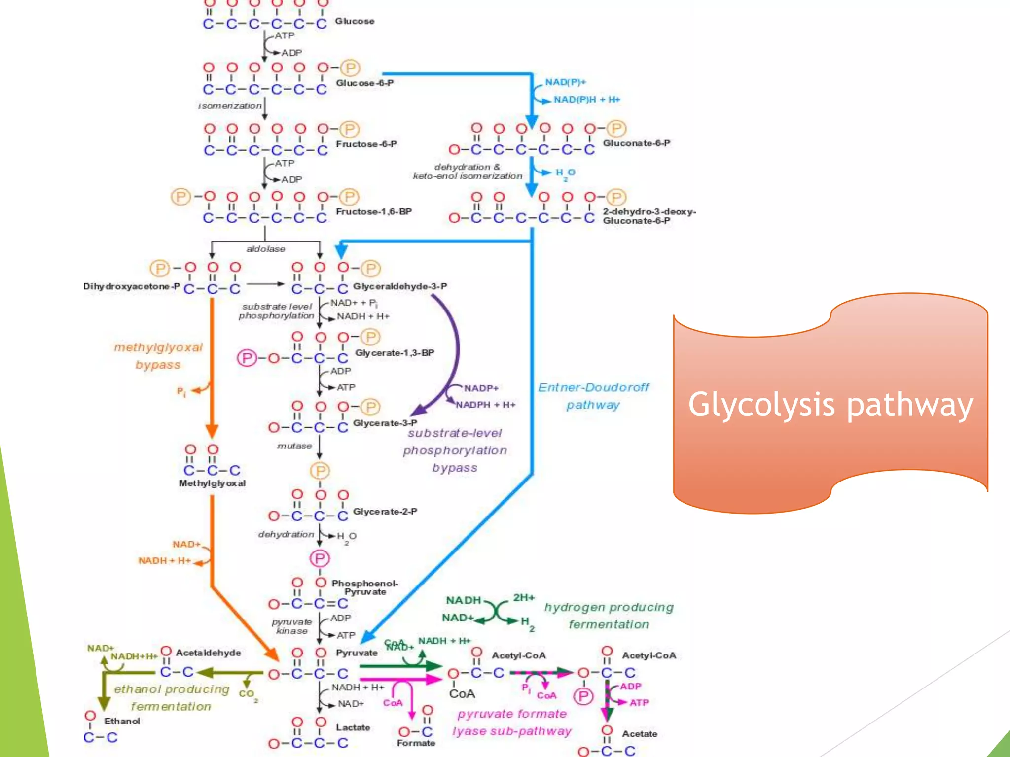 Glycolysis pathway
 