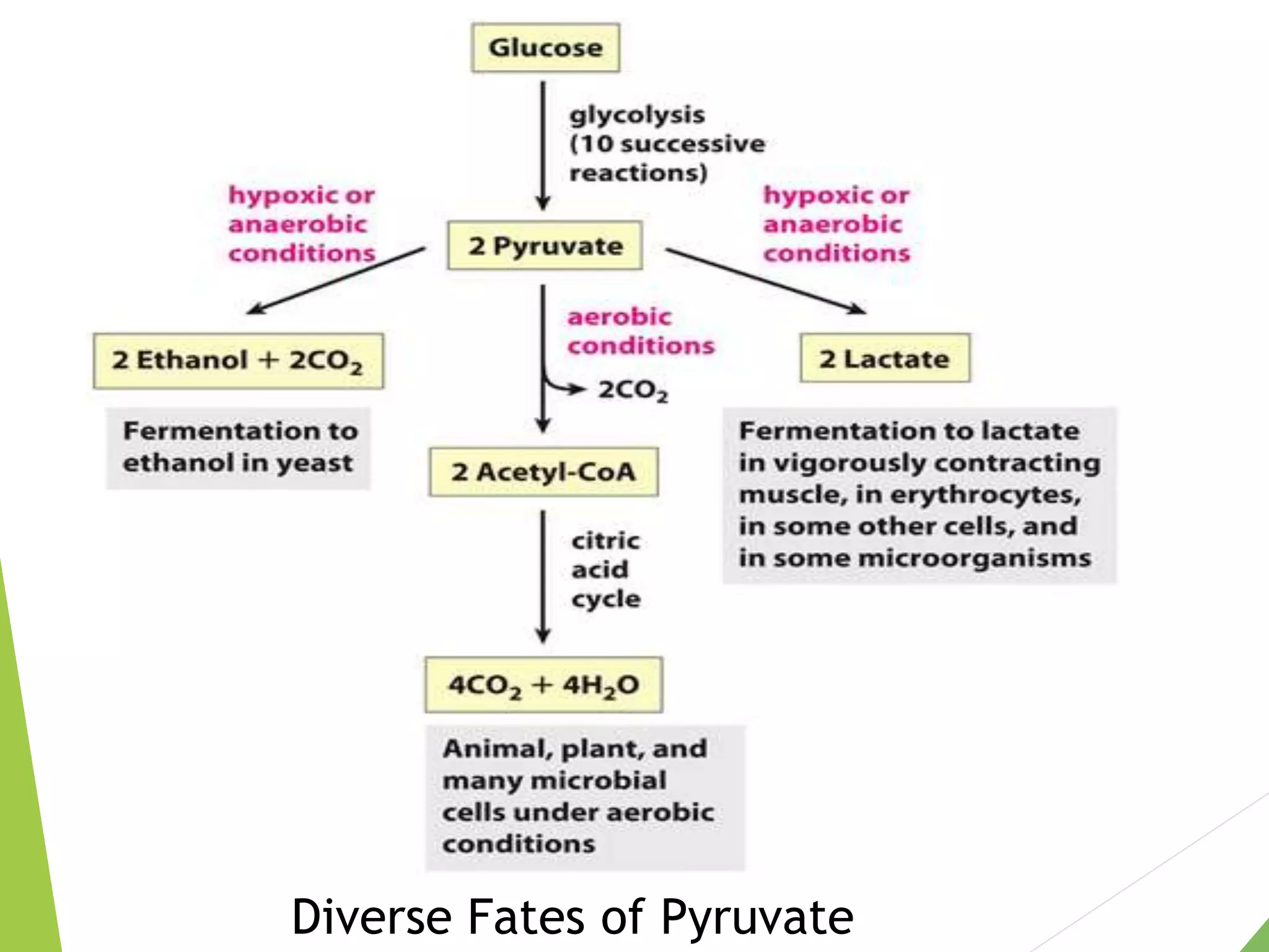 Diverse Fates of Pyruvate
 
