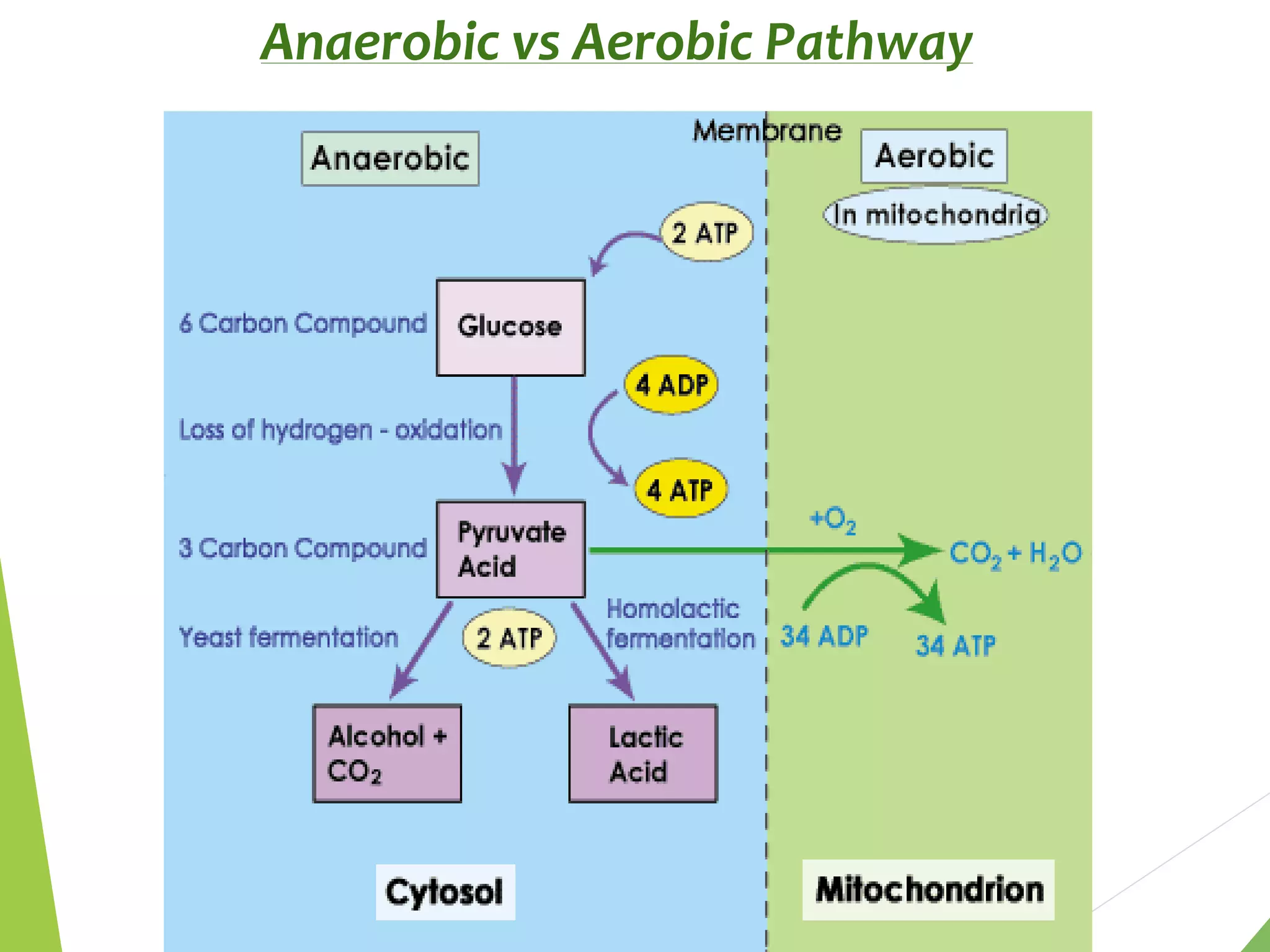 Anaerobic vs Aerobic Pathway
 