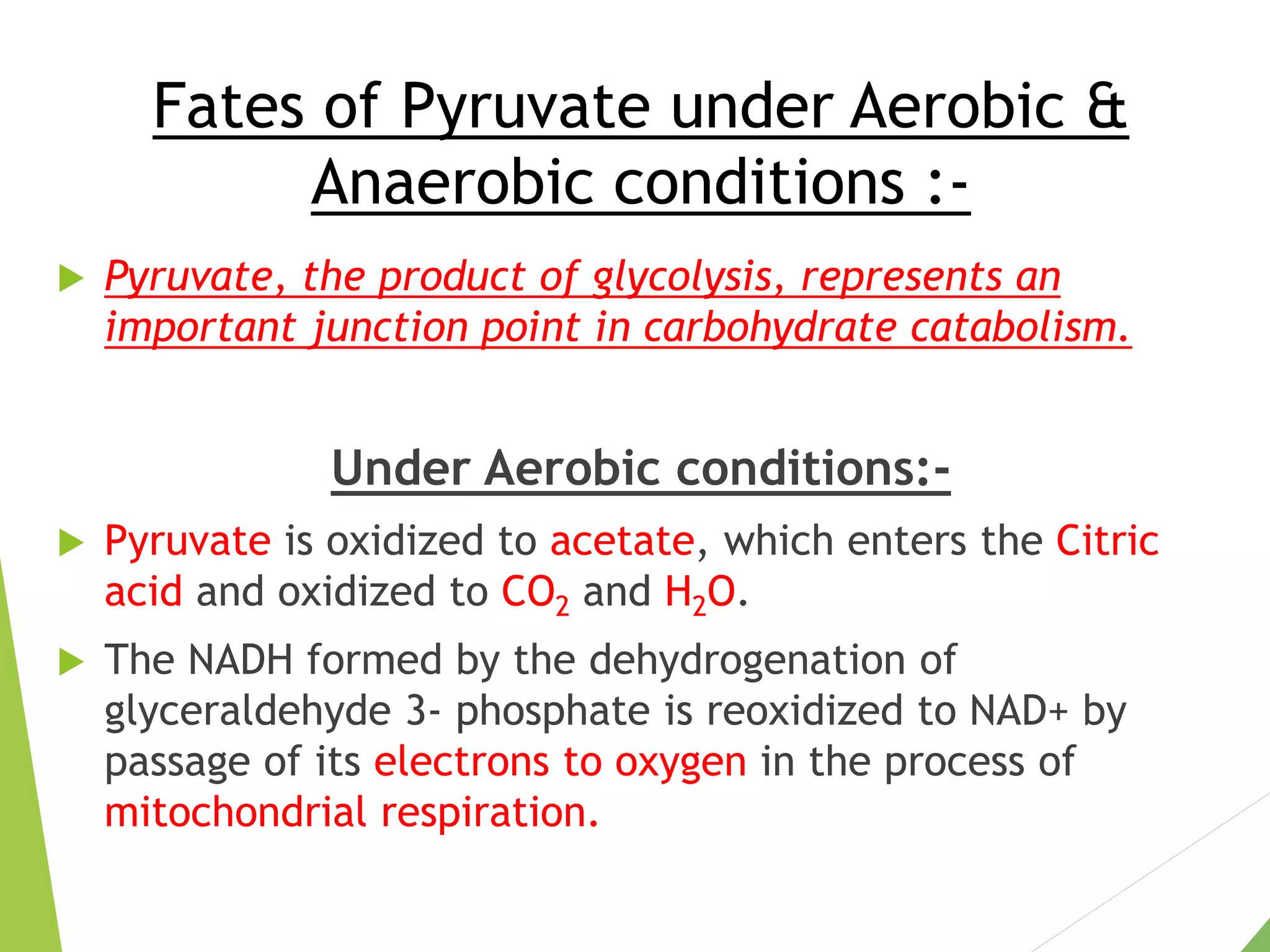 Fates of Pyruvate under Aerobic &
Anaerobic conditions :-
 Pyruvate, the product of glycolysis, represents an
important junction point in carbohydrate catabolism.
Under Aerobic conditions:-
 Pyruvate is oxidized to acetate, which enters the Citric
acid and oxidized to CO2 and H2O.
 The NADH formed by the dehydrogenation of
glyceraldehyde 3- phosphate is reoxidized to NAD+ by
passage of its electrons to oxygen in the process of
mitochondrial respiration.
 