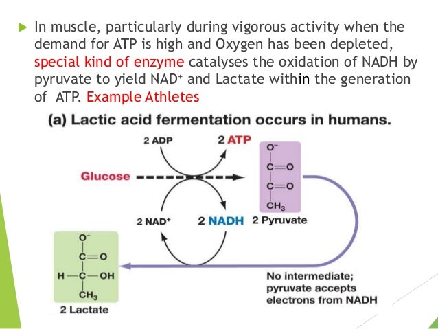 Fate Of Pyruvate Under Anaerobic Condition Fate Of Pyruvate Under Anaerobic Condition